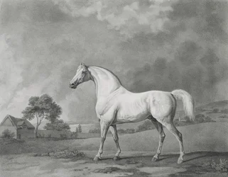 Mambrino, engraved by George Townley Stubbs